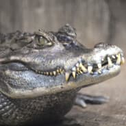 Avatar of player Krokodil