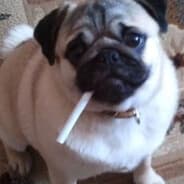 Avatar of player Mops inside