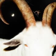 Avatar of player Die Schachspieler